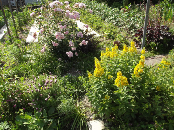 Notre potager bio fleuri © Suzanne Vilette